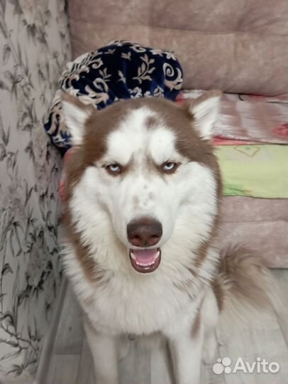 Вязка собак