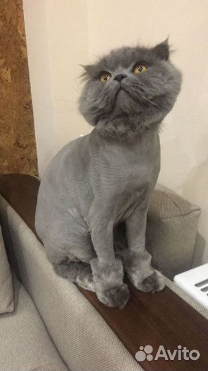 Стрижка котов и кошек