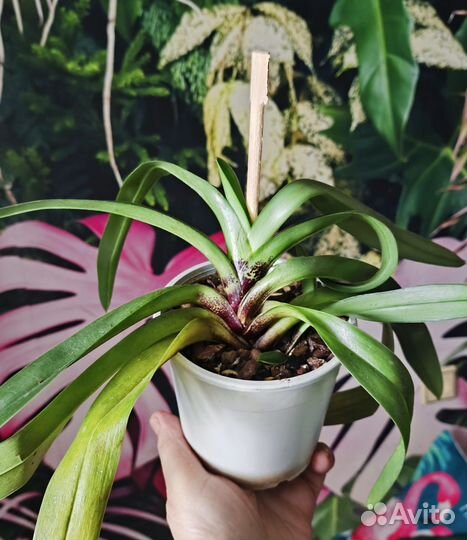 Орхидея пафиопедилум Америка