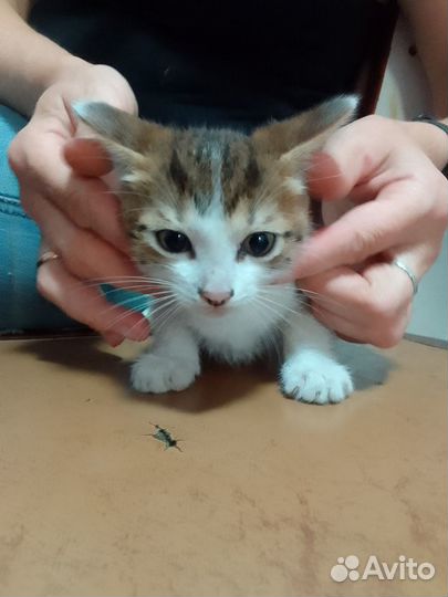 Отдам бесплатно животные