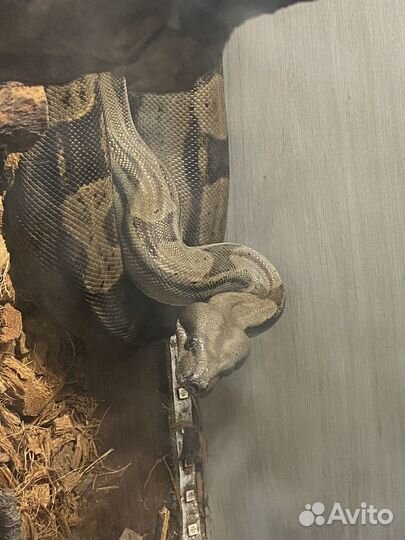 Императорский удав