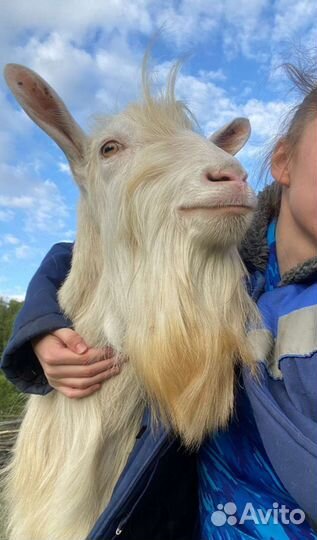 Чп. Зааненский козел Вязка