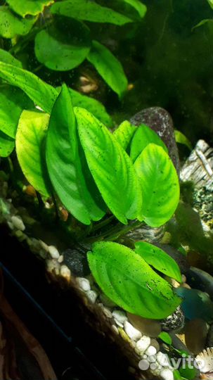 Растения для аквариума