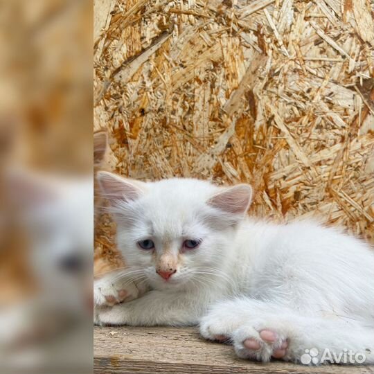 Котята в добрые и ответственные руки