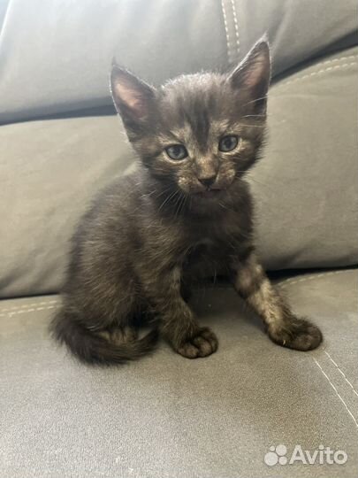 Котенок девочка в добрые руки