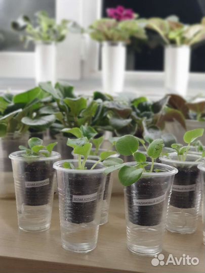 Фиалка, герань, каланхоэ