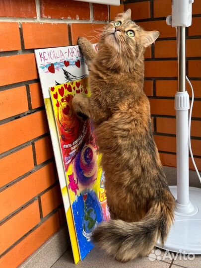 Кошке нужна помощь и новый дом