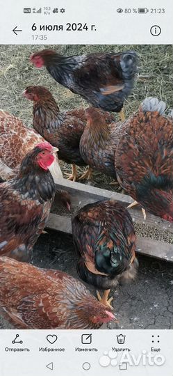 Куры молодки