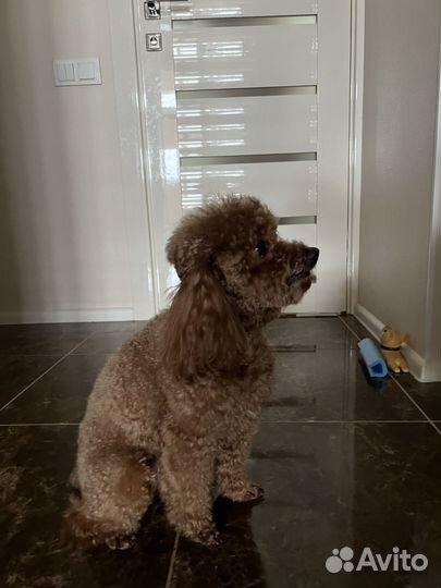 Ищем девочку для вязки