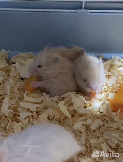 Хомяки Ангорские, Сирийские, пушистые