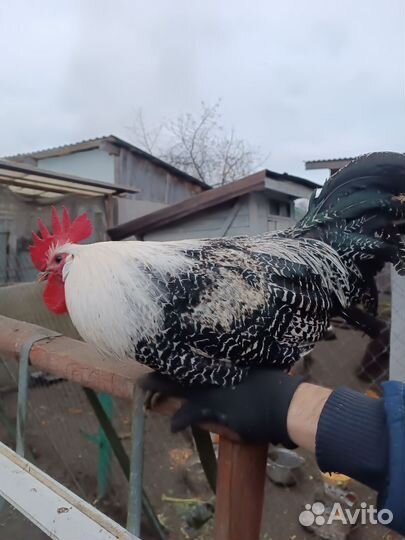 Петух брекель серебристый