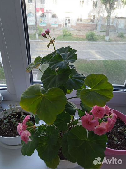 Пеларгония