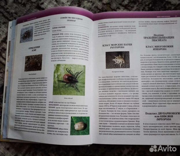 Большая иллюстрированная энциклопедия животных