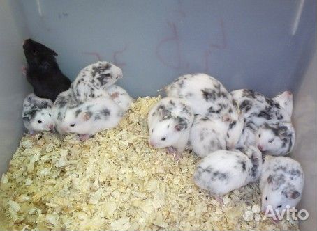 Сирийский хомяк