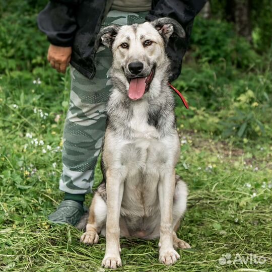 Собака в добрые руки