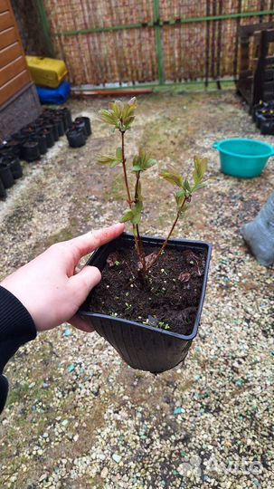 Жимолость Синяя Птица