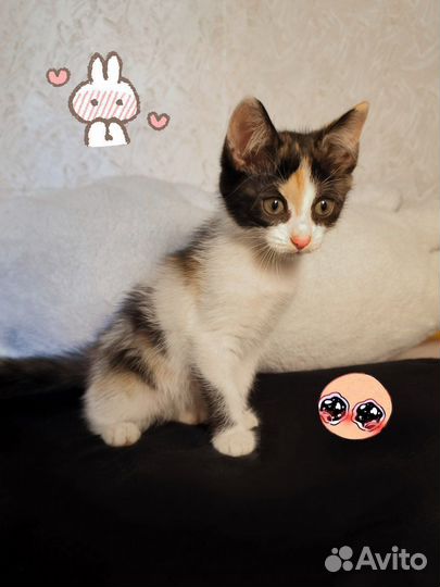 Отдам котяток