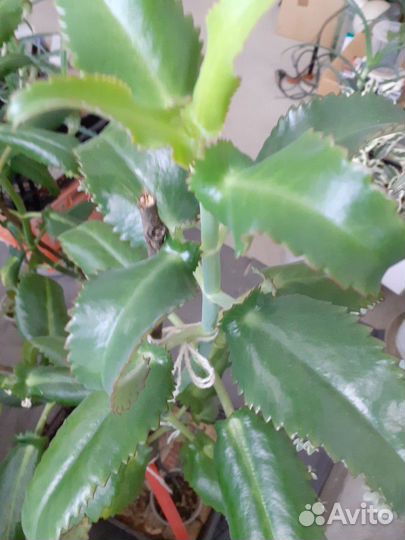 Каланхоэ лечебный 1-3 летние растения