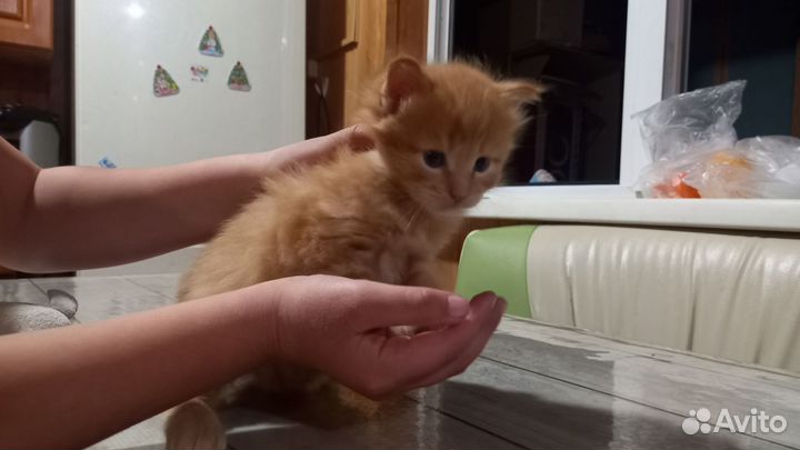 Котята Мейн-кун