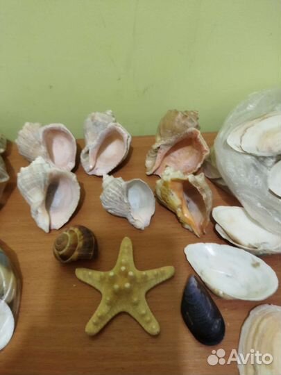 Ракушка/рапаны разные