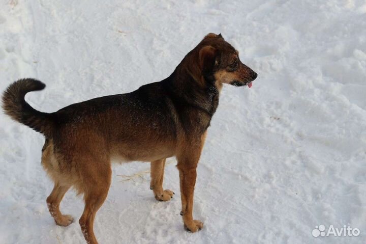 Собака в добрые руки