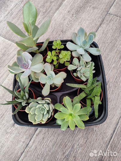 Суккуленты