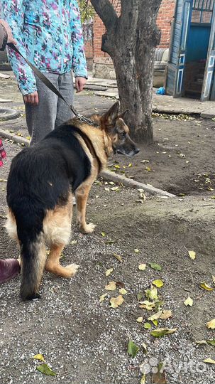 Немецкая овчарка