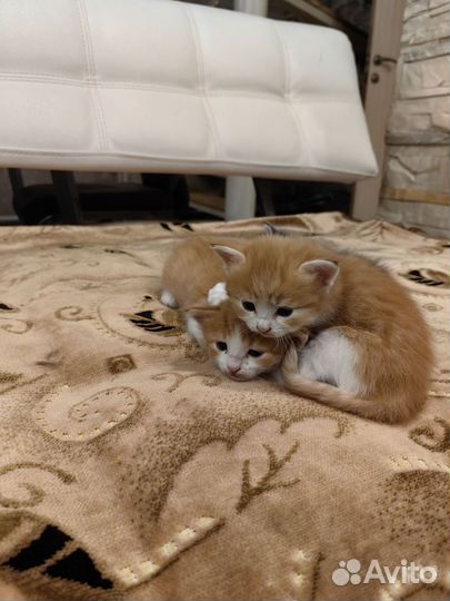 Котята в добрые руки бесплатно