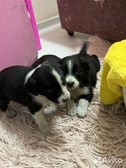 Собаки бесплатно