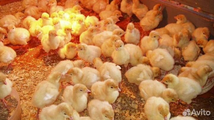 Индюшата хайбрид конвертер