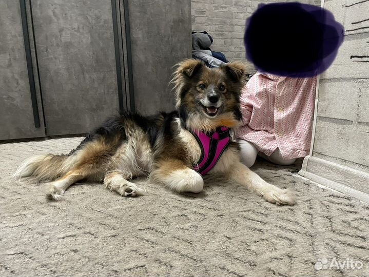 Собака, для счастья