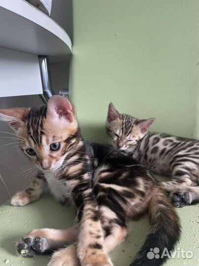 Бенгальские котята