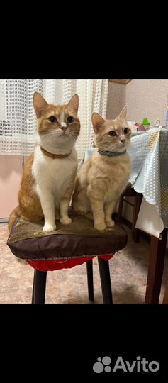 Отдам бесплатно