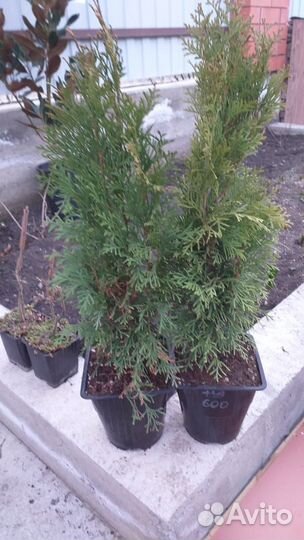 Туи в наличии разные кипарисовики