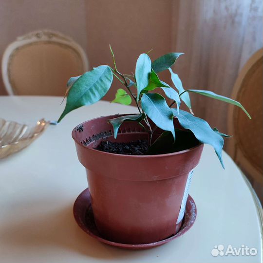 Фикус бенджамина