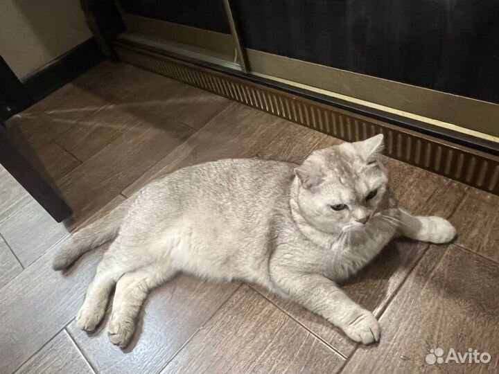 Британская