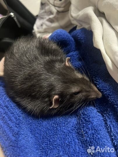 Декоративная крыса