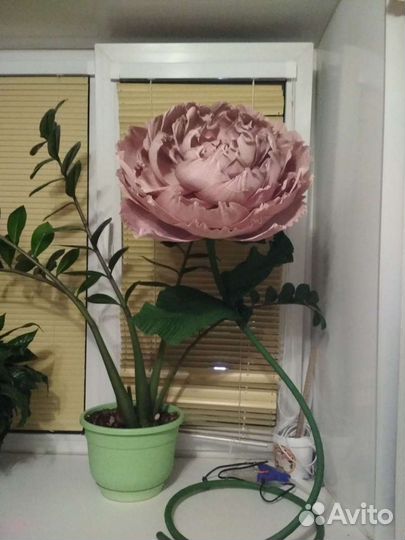 Цветы интерьерные