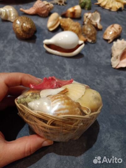 Морские ракушки раковины