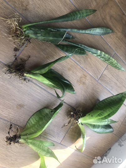 Сансевиерия