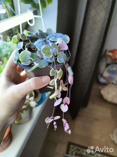 Церопегия вуда и крестовники