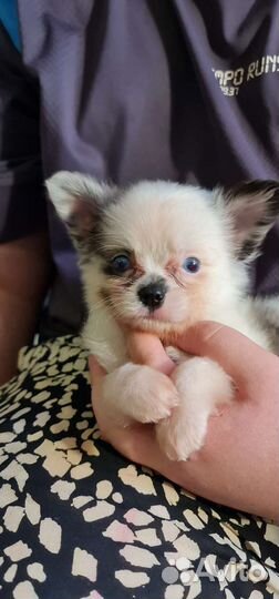 Чихуахуа мини голубоглазая