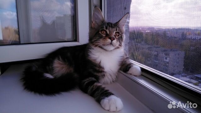 Ремонт окон, Москитные сетки, Ремонт дверей