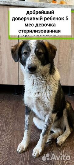 Добрейший ребенок,характер лабрадора