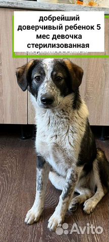 Добрейший ребенок,характер лабрадора