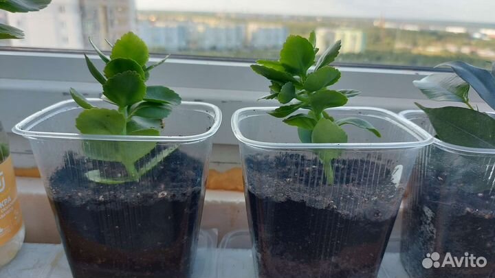 Каланхоэ Каландива цветущий белый