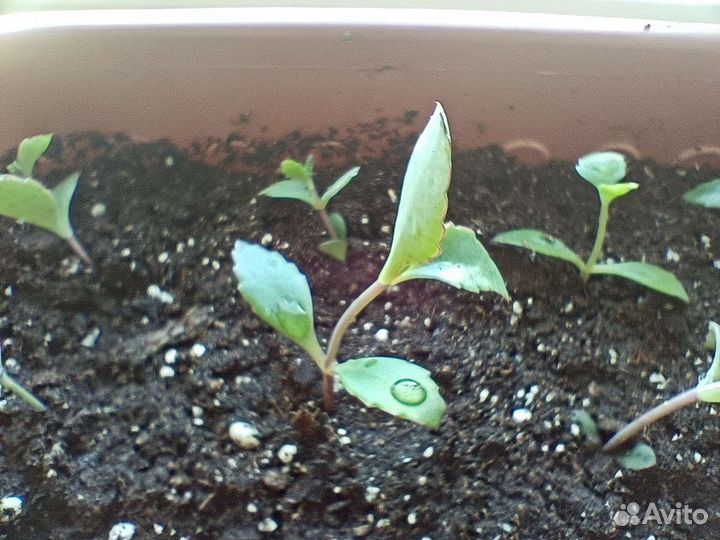 Каланхоэ лечебное