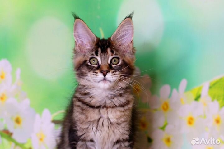 Мейн-кун очень красивый котенок, питомник