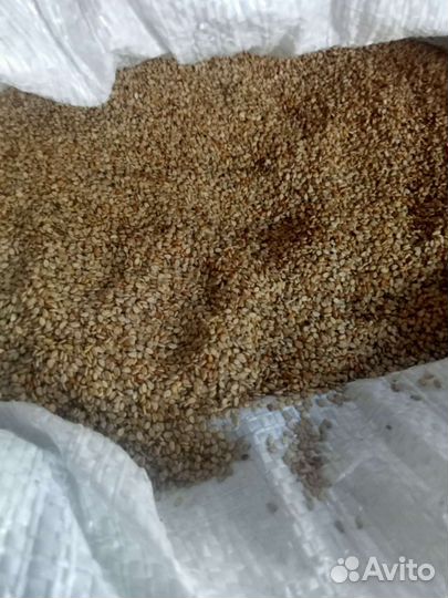 Семена кунжута