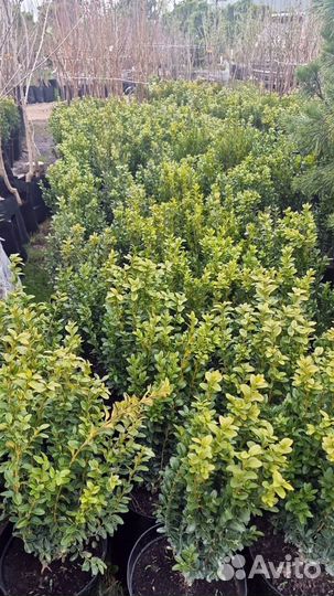 Купить самшит